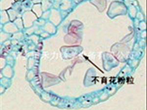 細胞生物學和遺傳學切片