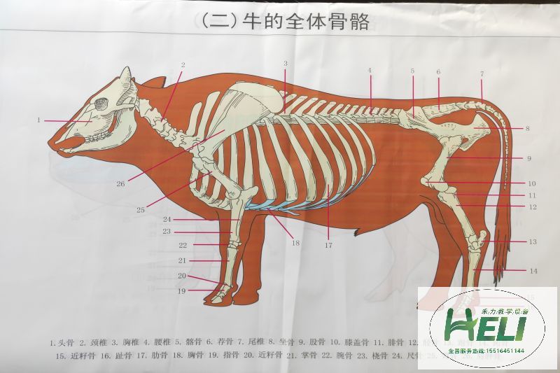 教學掛圖 牛骨骼掛圖